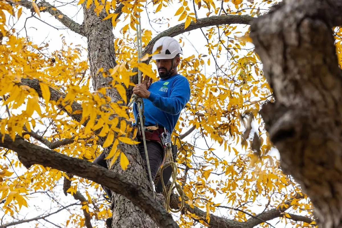 Skilled Tree Transplanting crew working in Roaring River